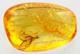 Detailed Fossil Dagger Fly (Empididae) In Baltic Amber #372603-1